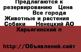 Предлагаются к резервированию › Цена ­ 16 000 - Все города Животные и растения » Собаки   . Ненецкий АО,Харьягинский п.